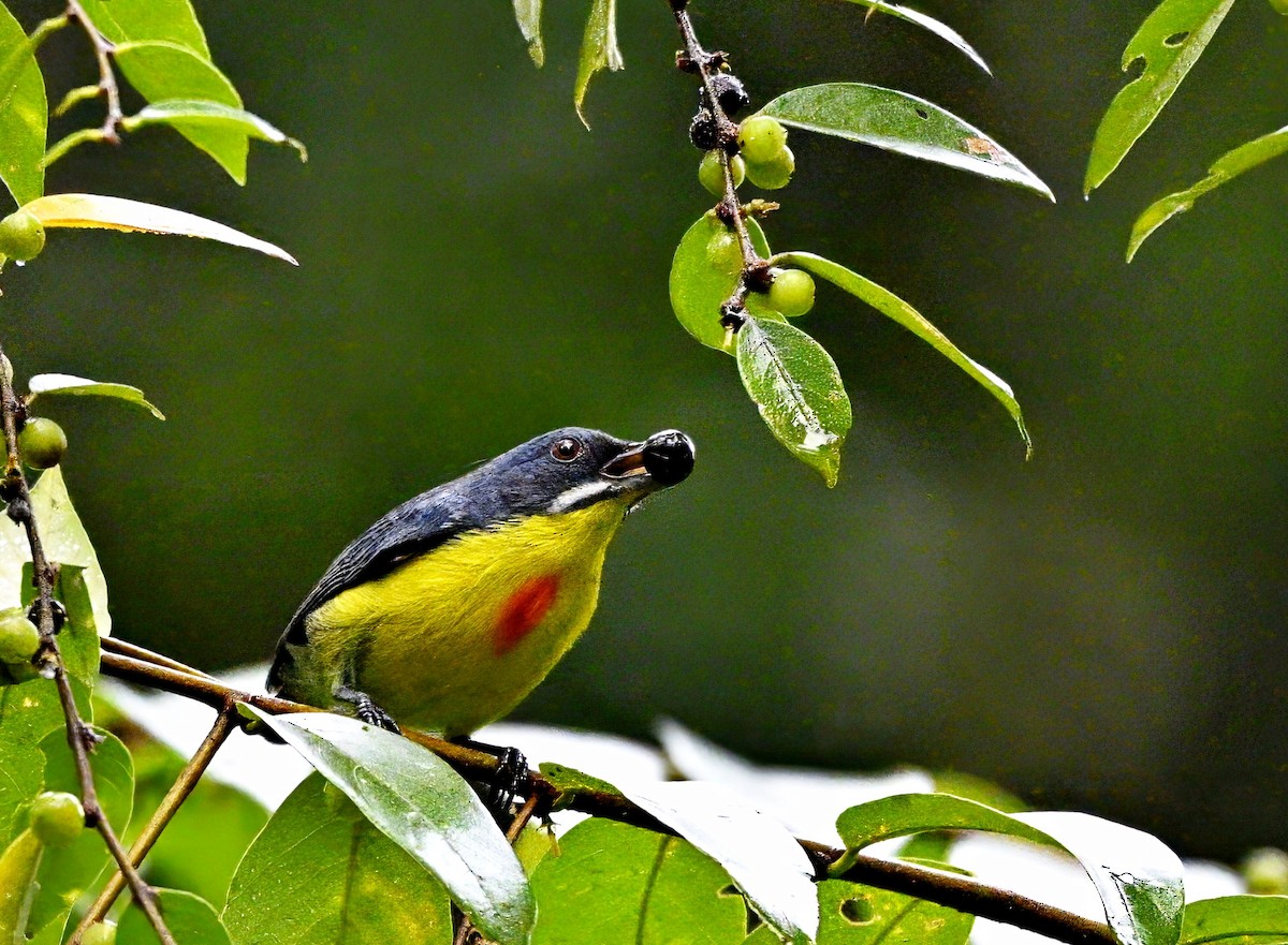 Crimson-breasted Flowerpecker - Amar-Singh HSS