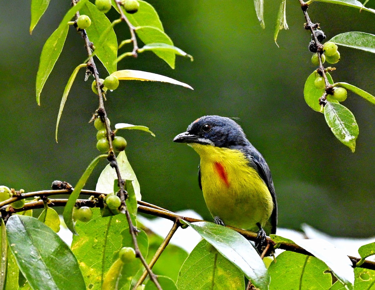 Crimson-breasted Flowerpecker - ML615085259