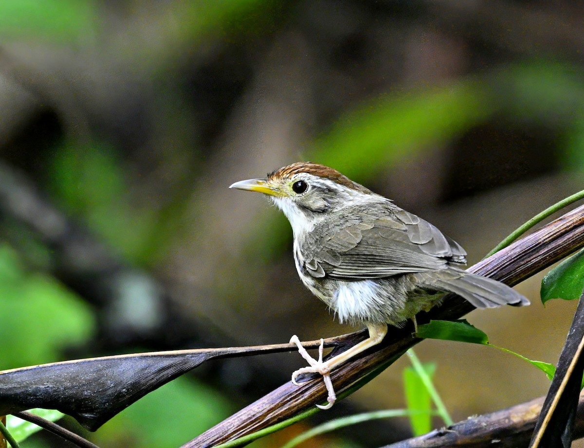 Puff-throated Babbler - ML615085261