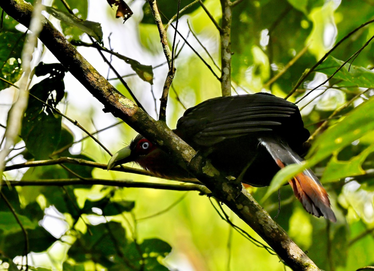 Chestnut-breasted Malkoha - ML615085268