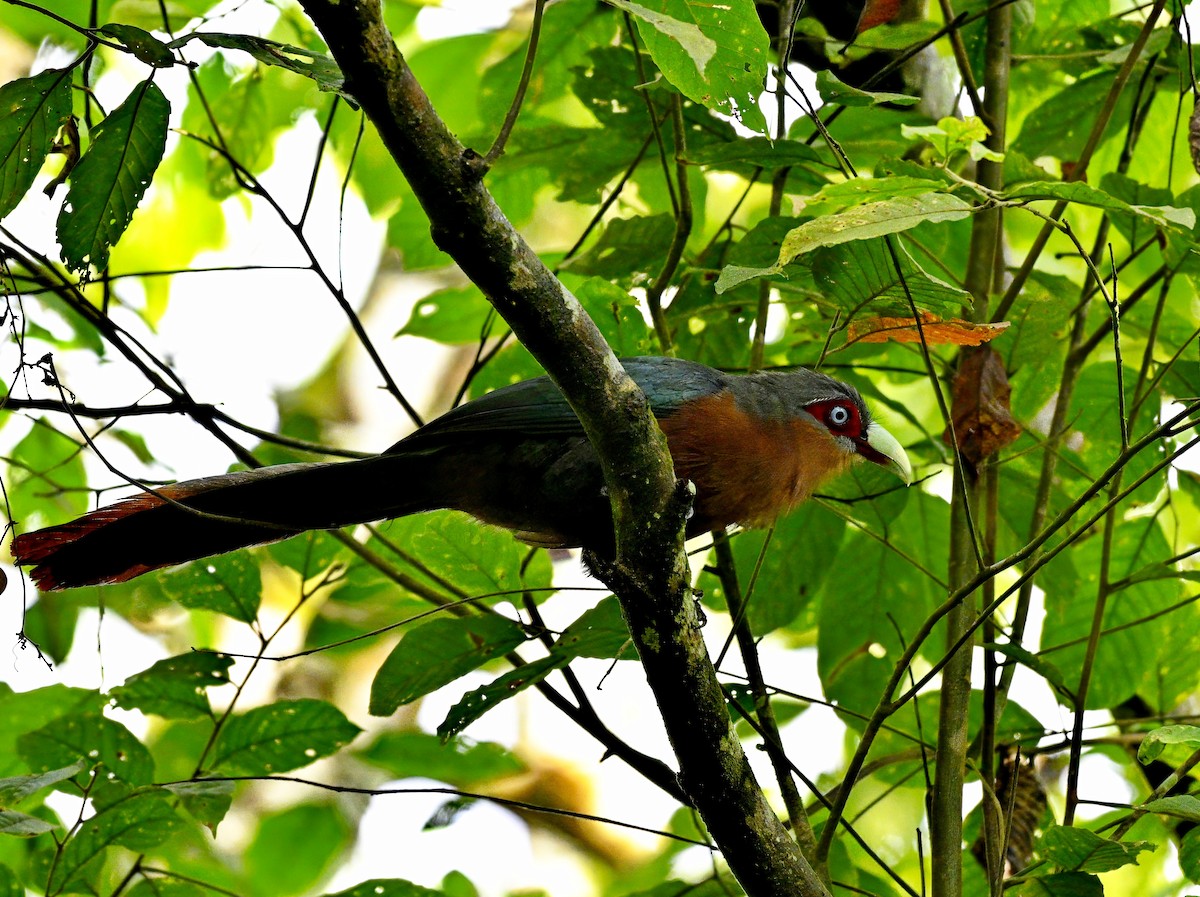 Chestnut-breasted Malkoha - ML615085269