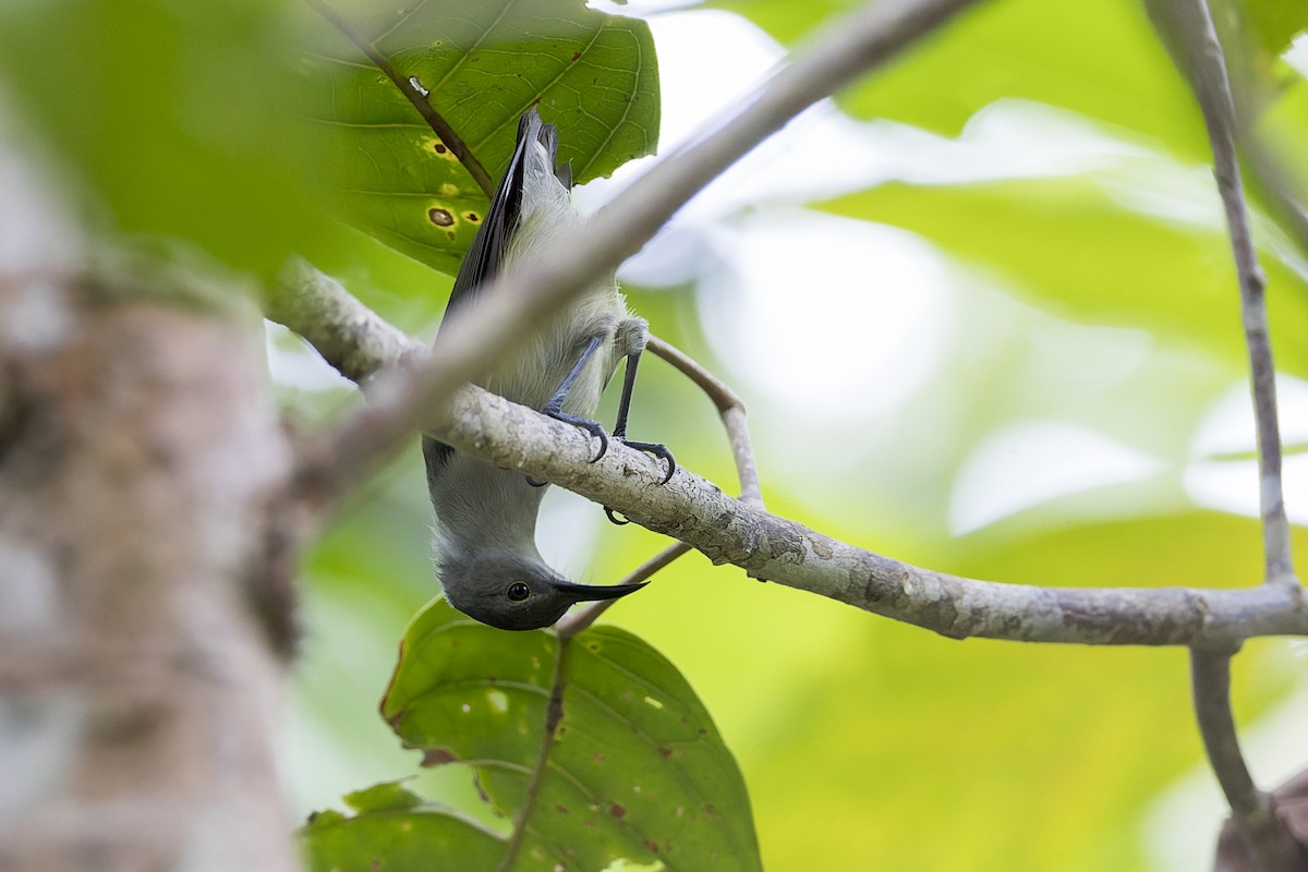 Pygmy Longbill - ML615085283