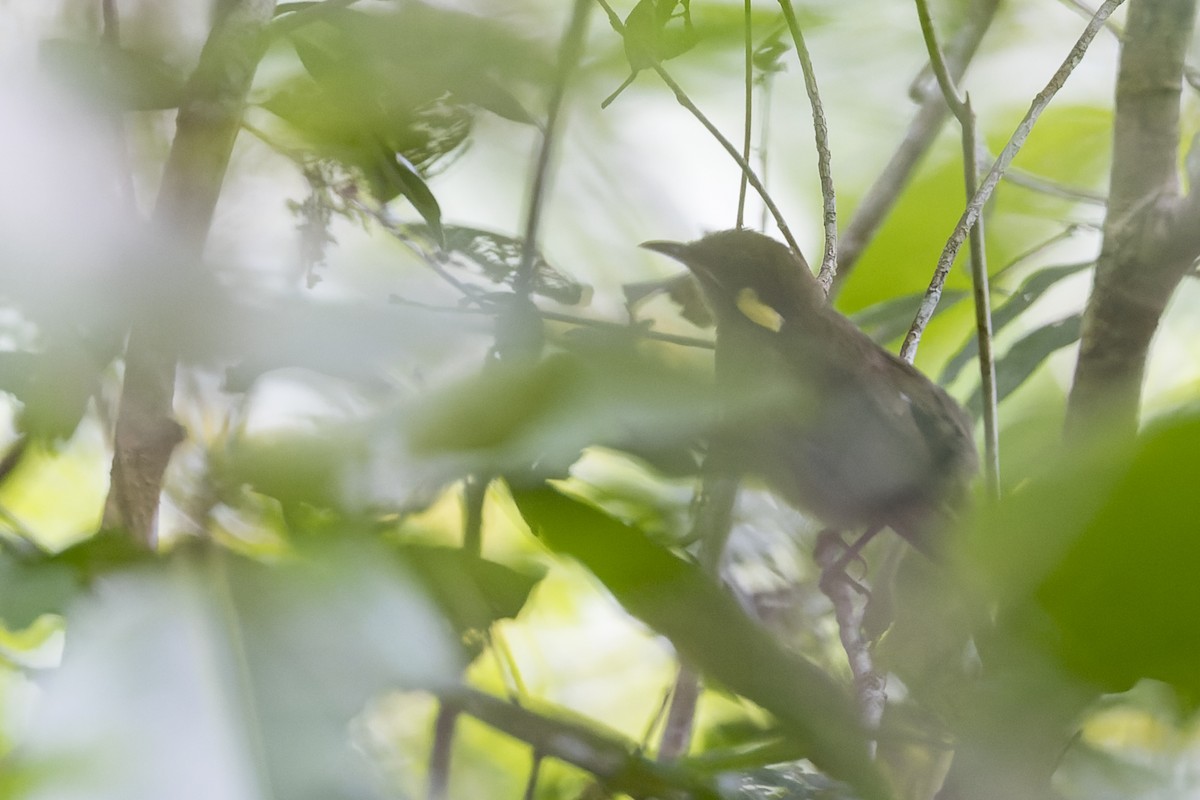 Puff-backed Honeyeater - ML615085289