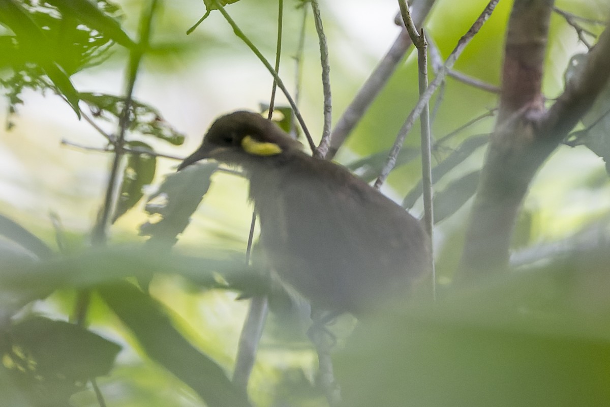 Puff-backed Honeyeater - ML615085290