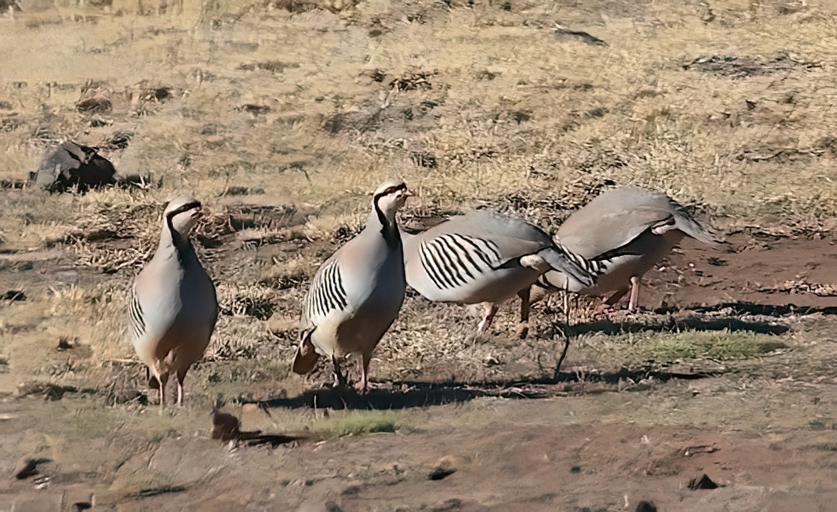 Chukar - ML615085309