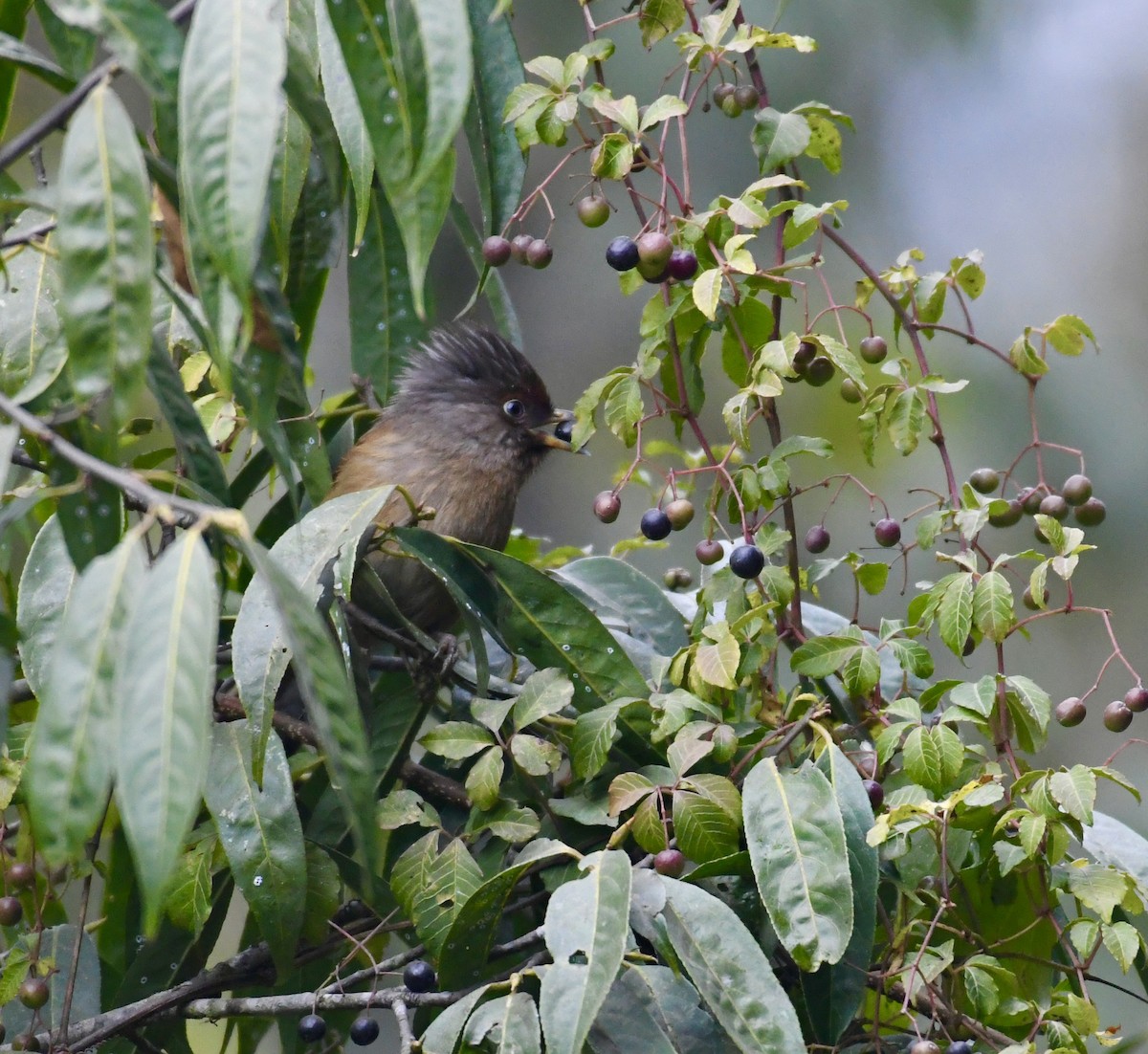 Rusty-fronted Barwing - ML615085343
