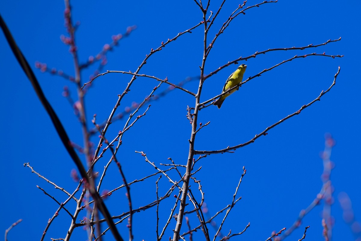 Lesser Goldfinch - ML615085360