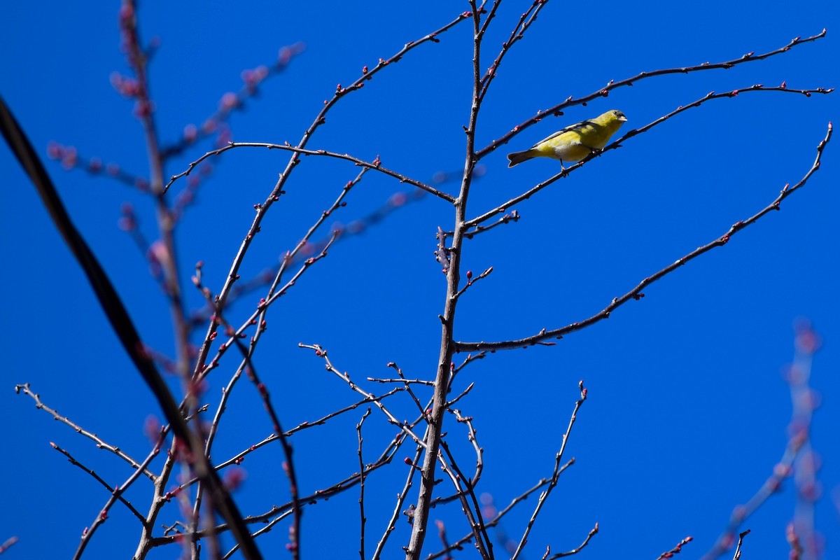 Lesser Goldfinch - Nick Boswell