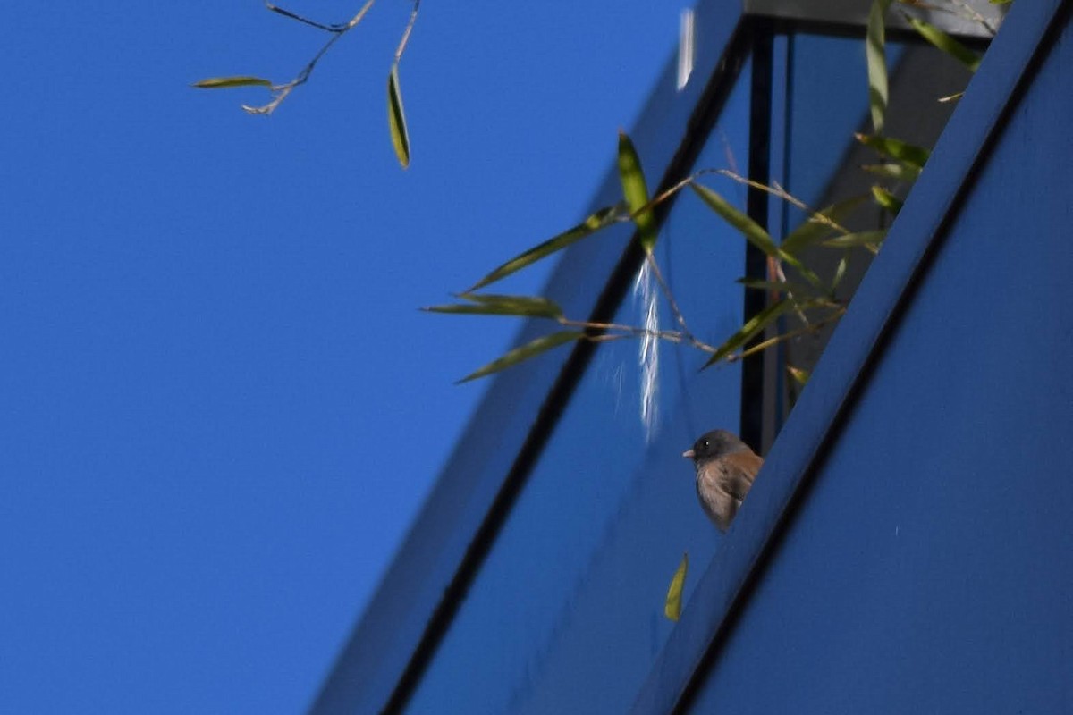 Dark-eyed Junco - Nick Boswell