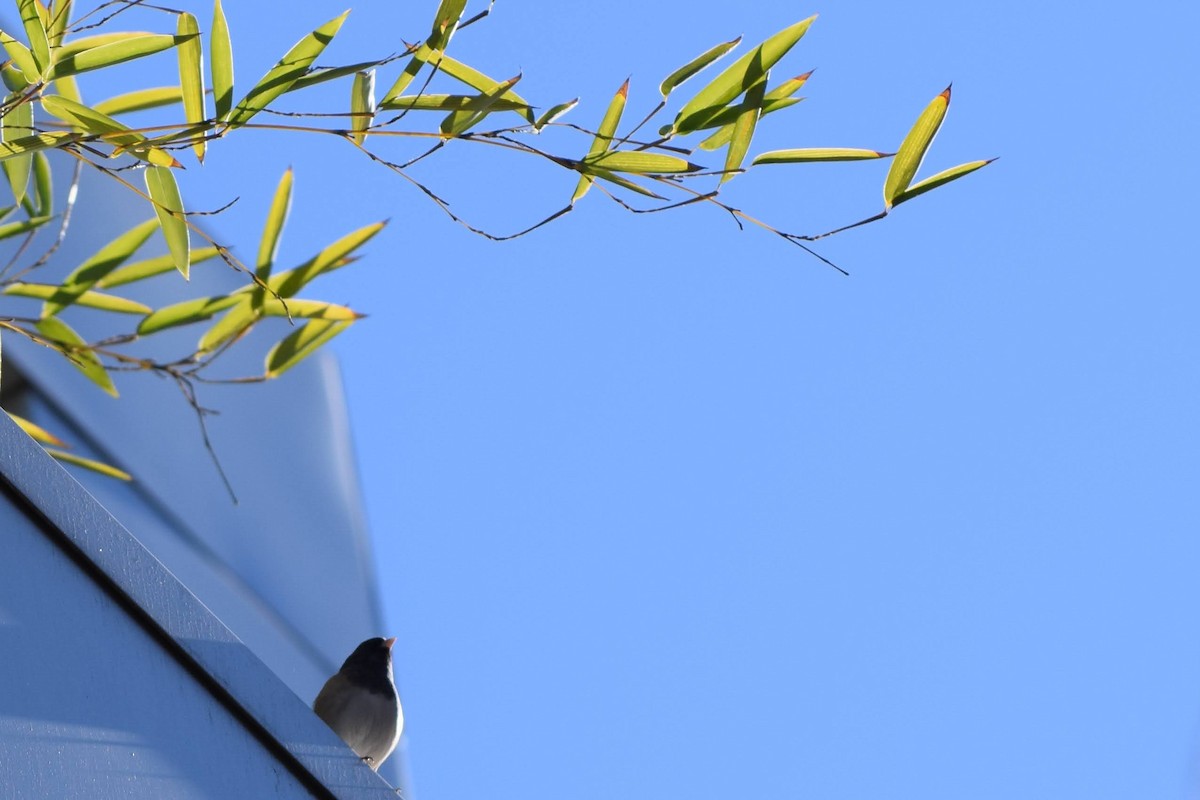 Dark-eyed Junco - ML615085365