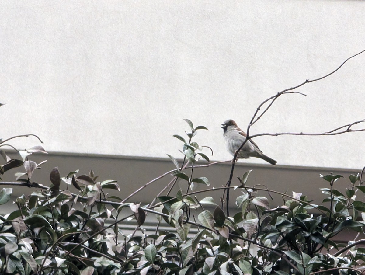 House Sparrow - ML615085379