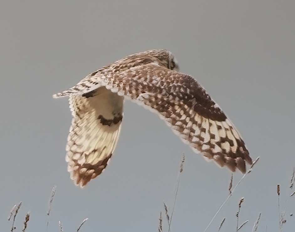 Short-eared Owl (Hawaiian) - Mandy Talpas -Hawaii Bird Tours