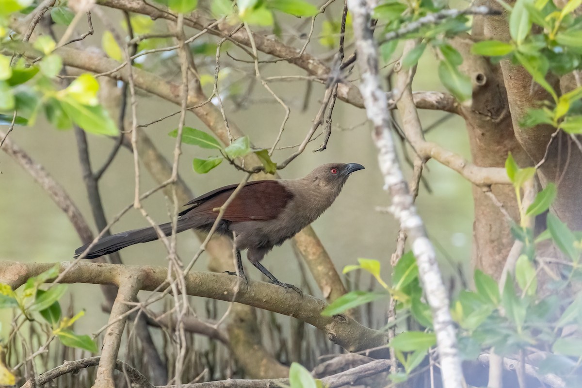 Andaman Coucal - Kalpesh Krishna