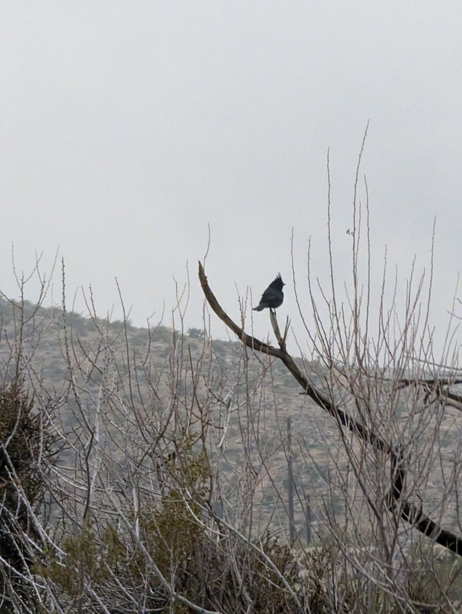 Phainopepla - ML615085454