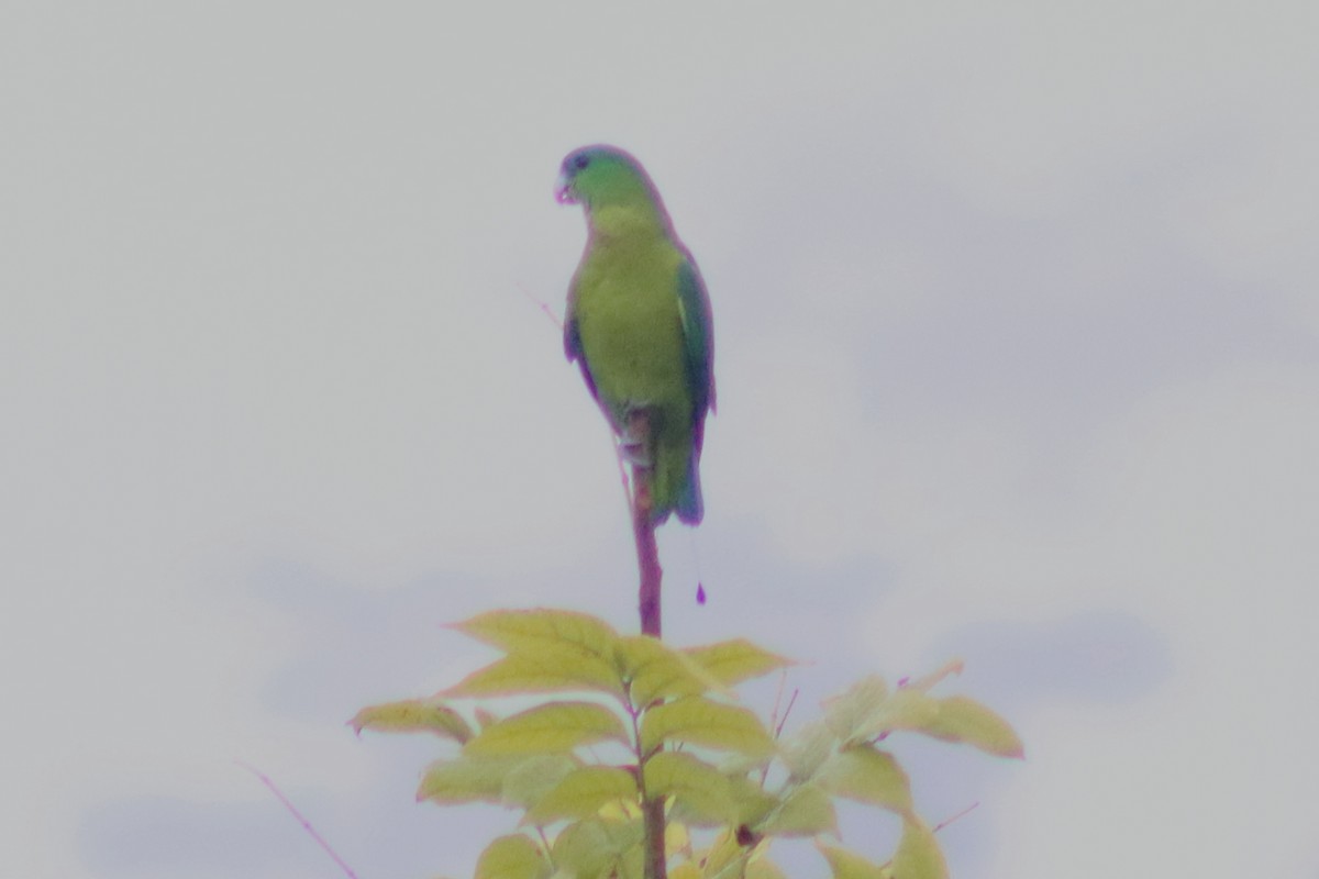 Filipin Raket Kuyruklu Papağanı - ML615085461