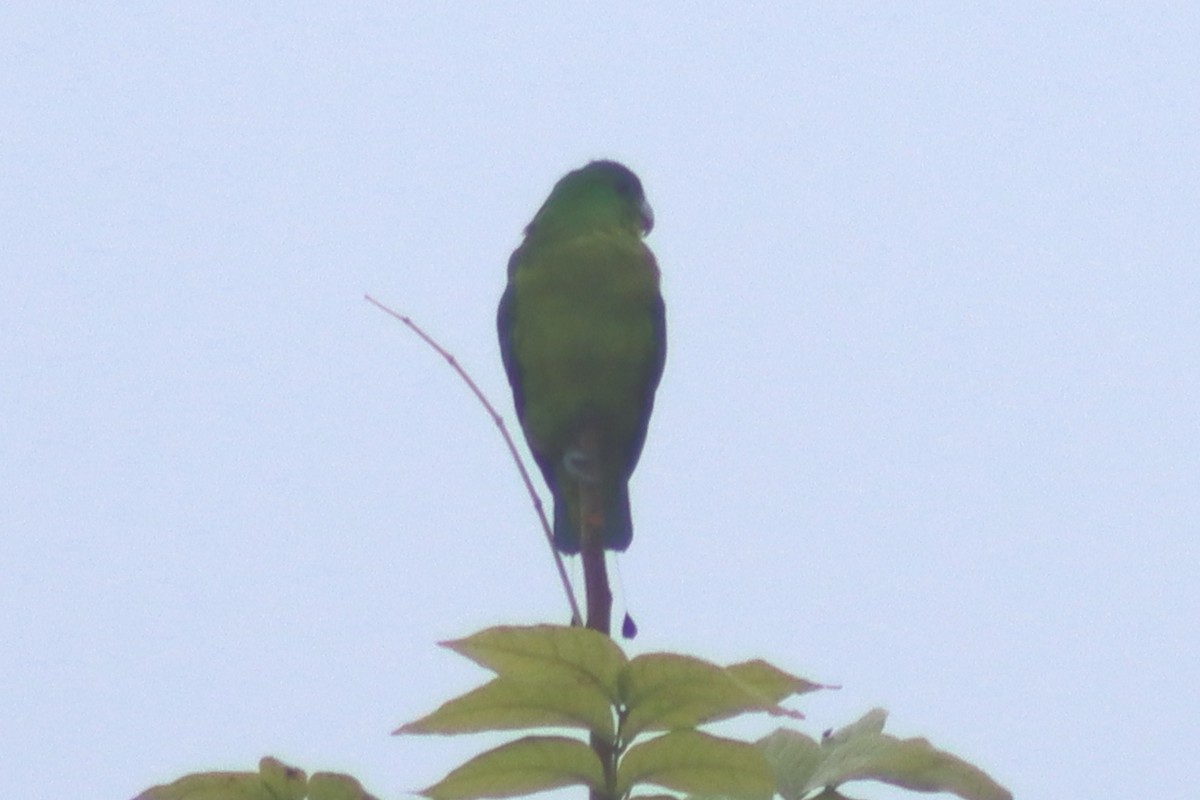 Blue-crowned Racquet-tail - ML615085462