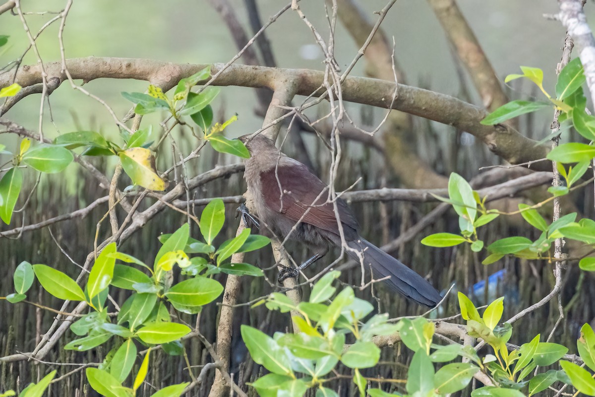 Andaman Coucal - Kalpesh Krishna
