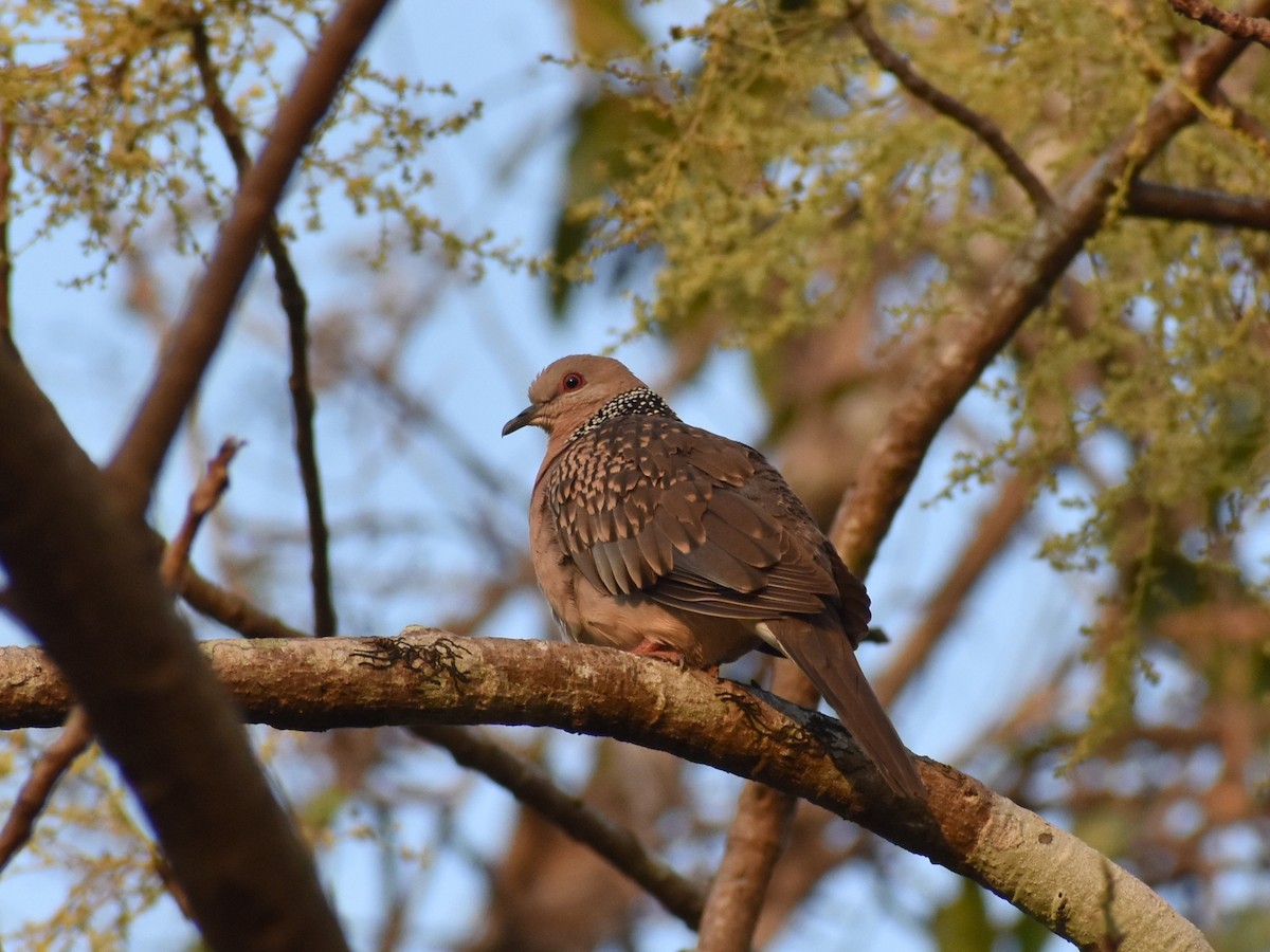 Spotted Dove - ML615085512