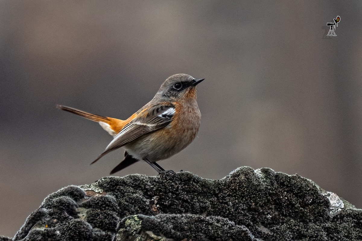 Rufous-backed Redstart - ML615085586