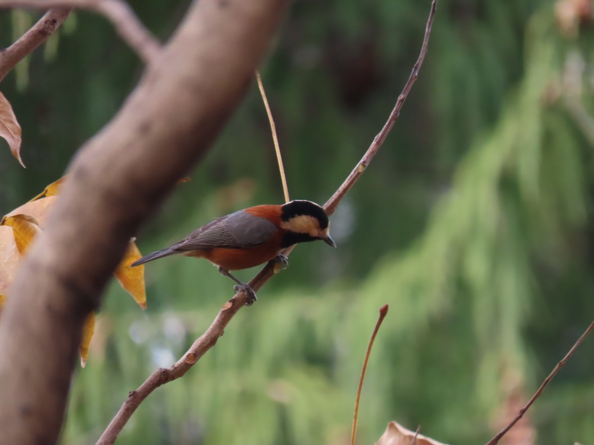 Varied Tit - ML615085590