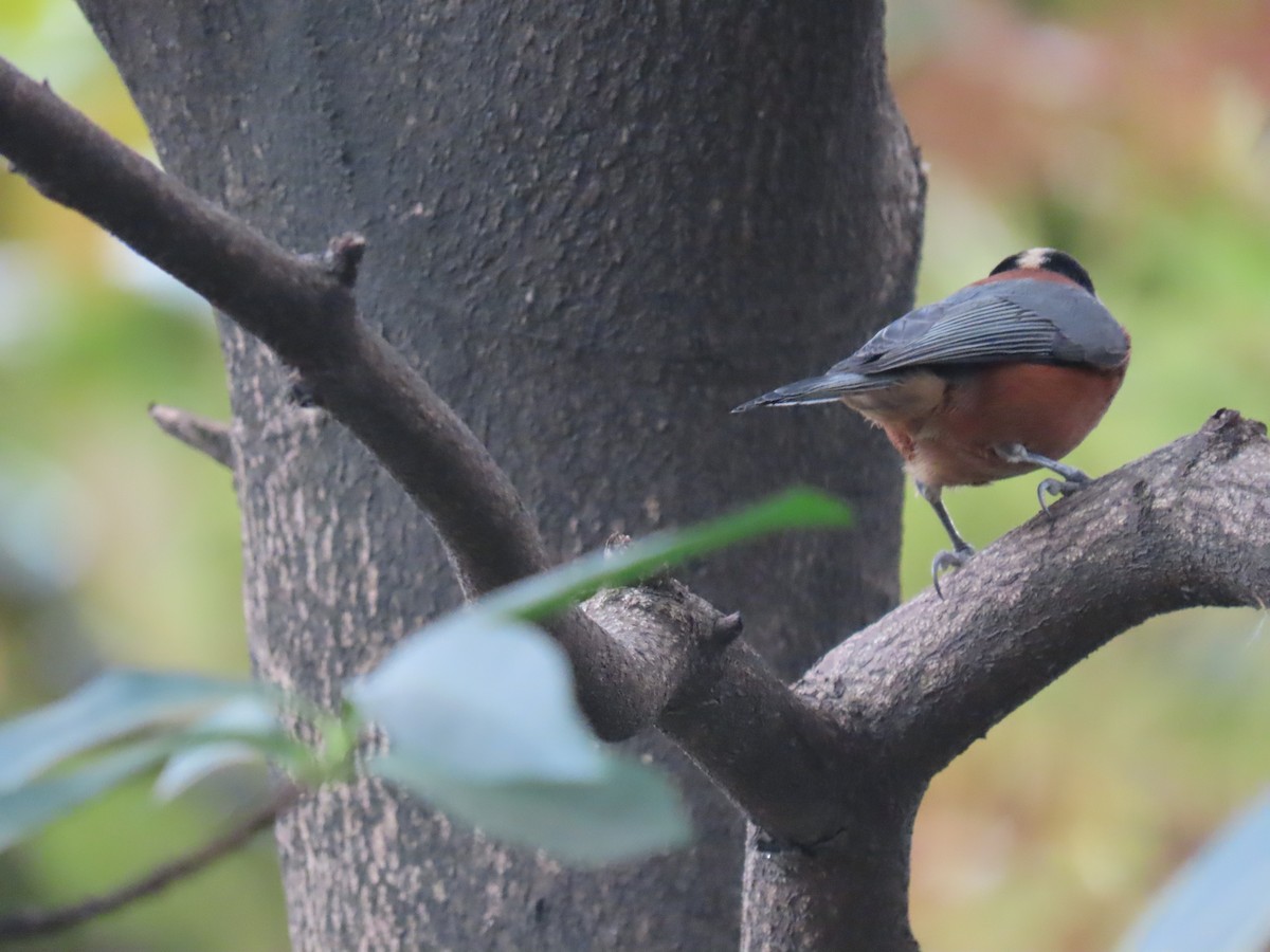 Varied Tit - ML615085591