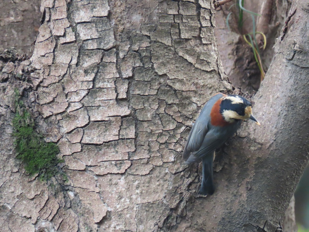 Varied Tit - Xinen Zhu