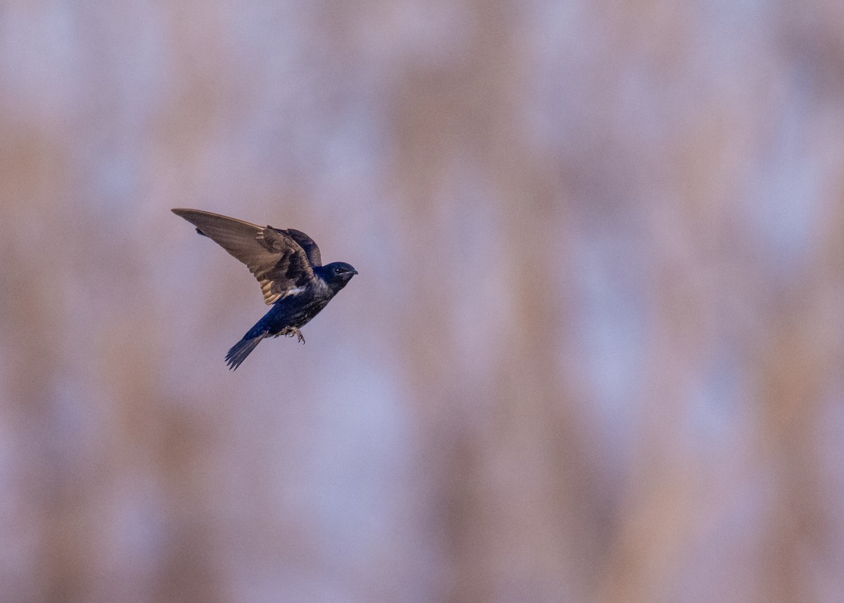 Purple Martin - ML615085607