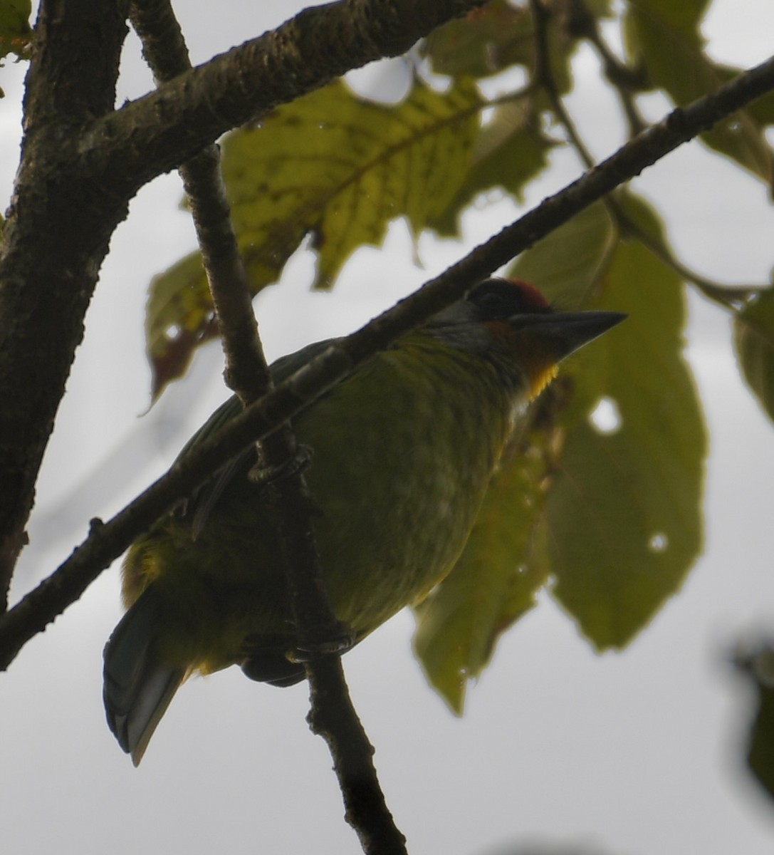 Golden-throated Barbet - Vikram Jha