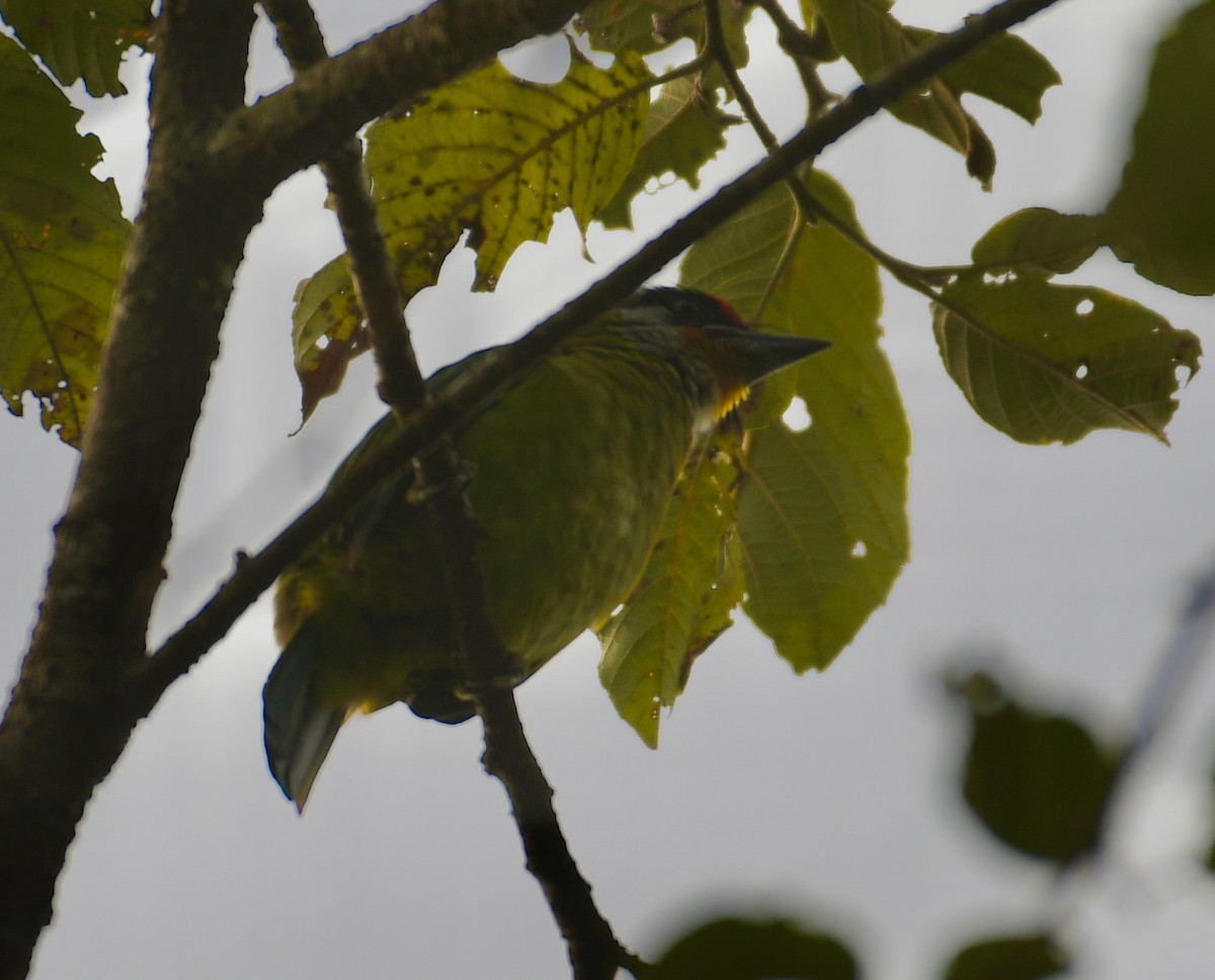 Golden-throated Barbet - ML615085611