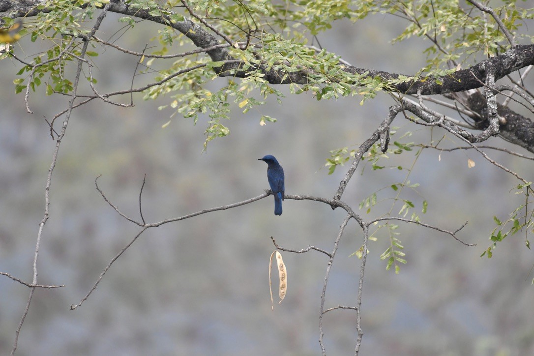 Blue Rock-Thrush - ML615085622