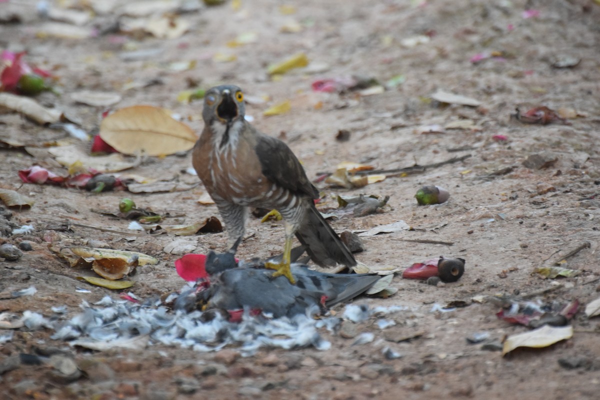 Crested Goshawk - Lathika  K K