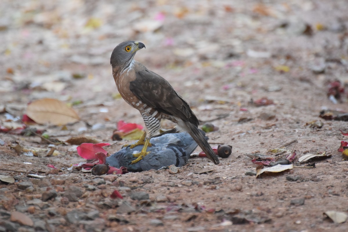 Crested Goshawk - Lathika  K K