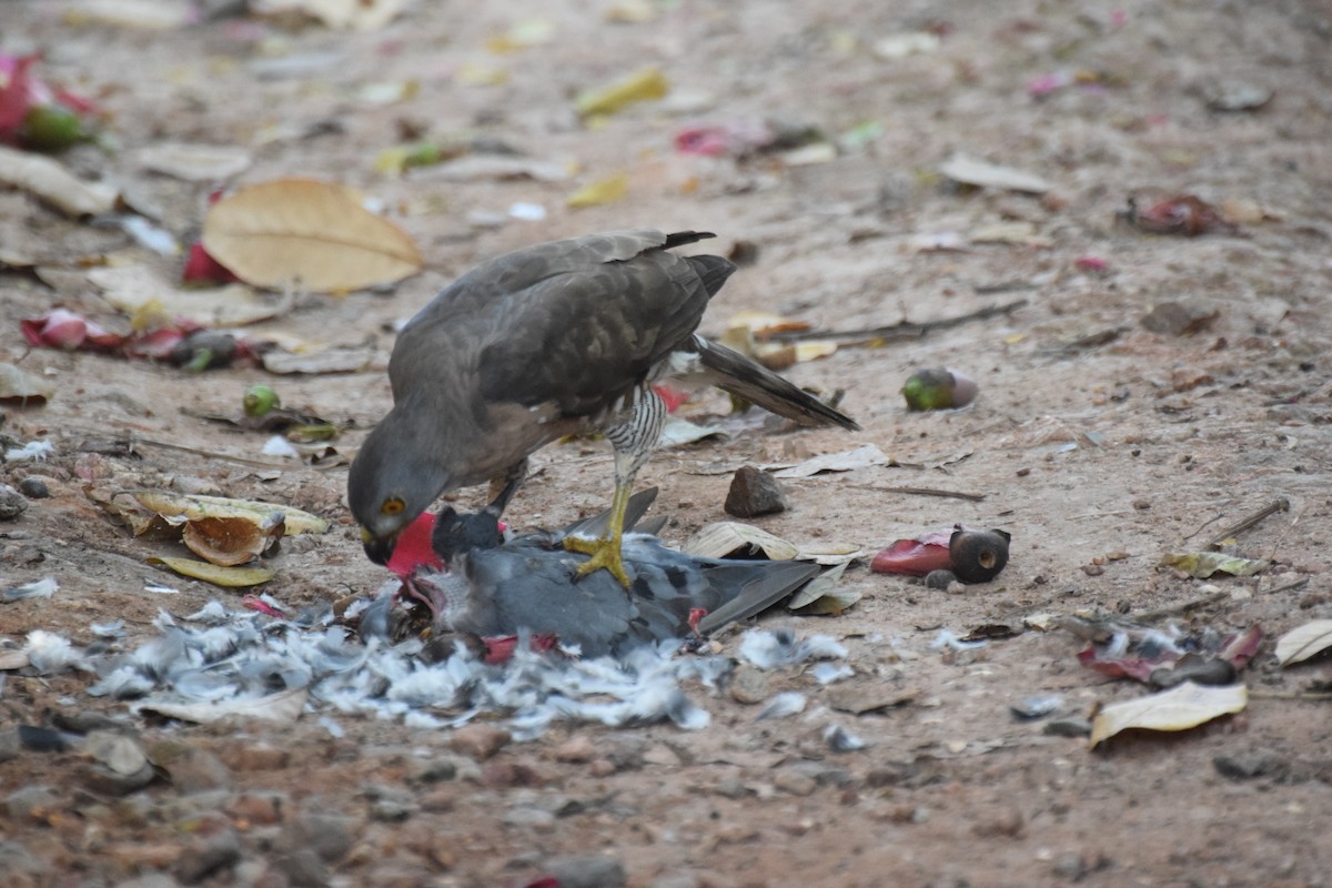 Crested Goshawk - Lathika  K K