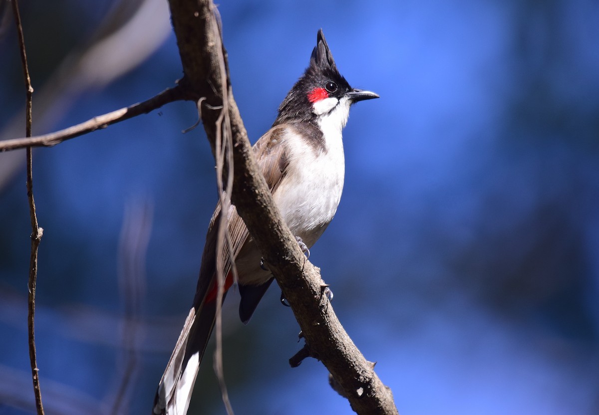 Red-whiskered Bulbul - ML615085679