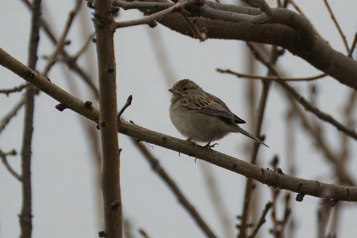 Clay-colored Sparrow - ML615085699