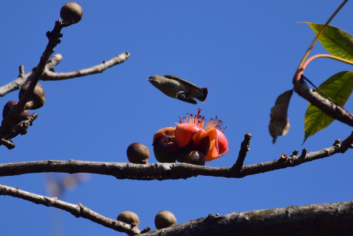 Thick-billed Flowerpecker - Vipin Rao