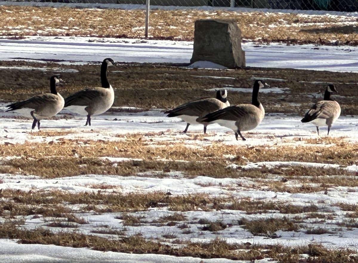 Canada Goose - ML615085766