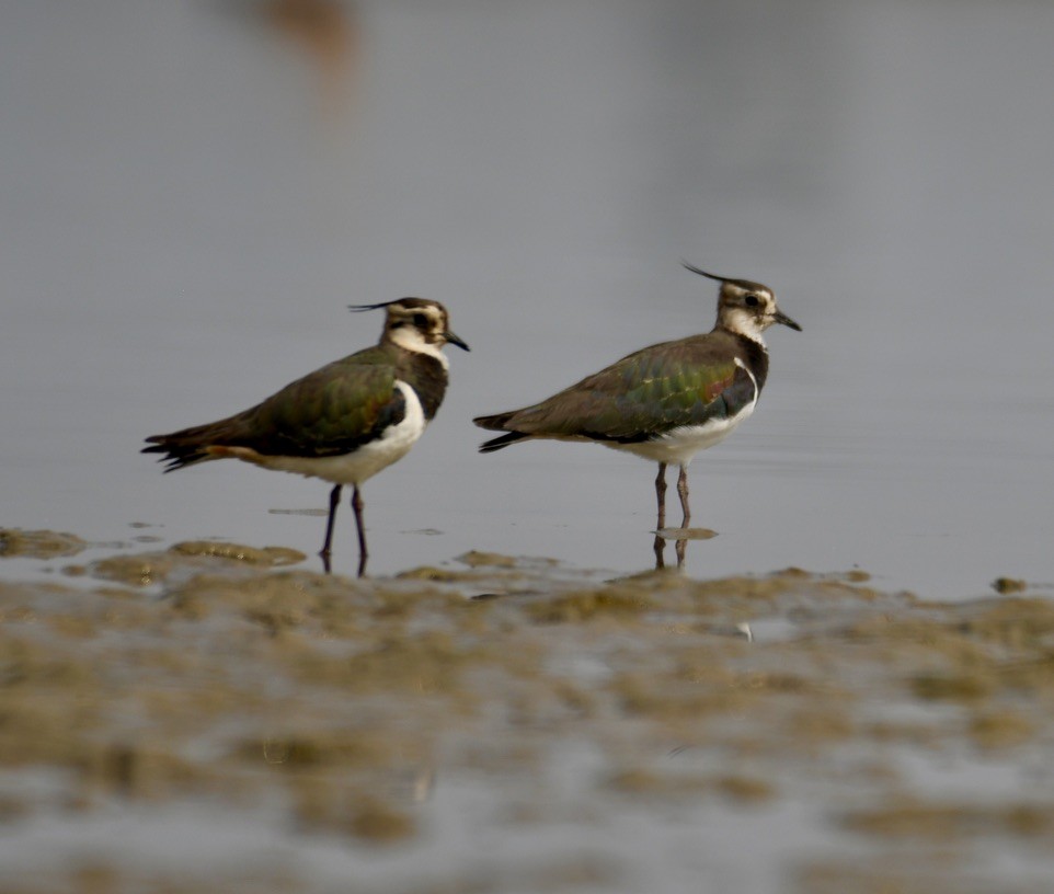 Northern Lapwing - ML615085793