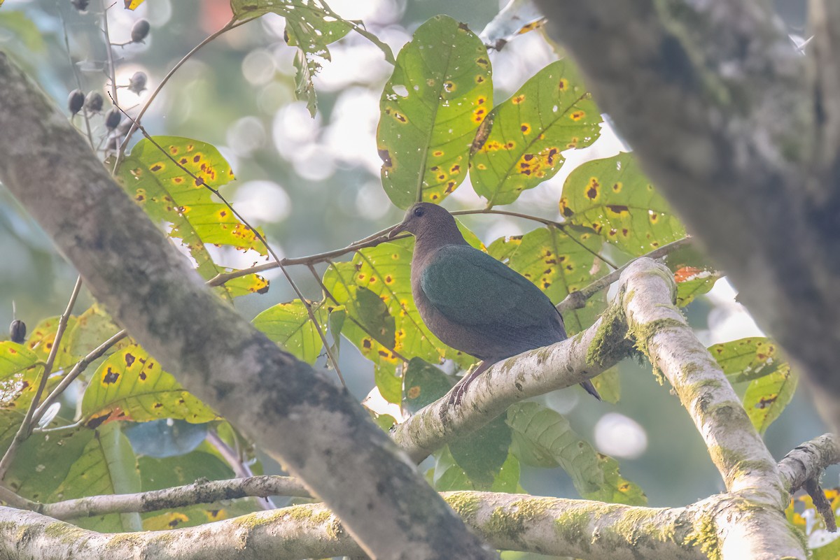 Asian Emerald Dove - Kalpesh Krishna