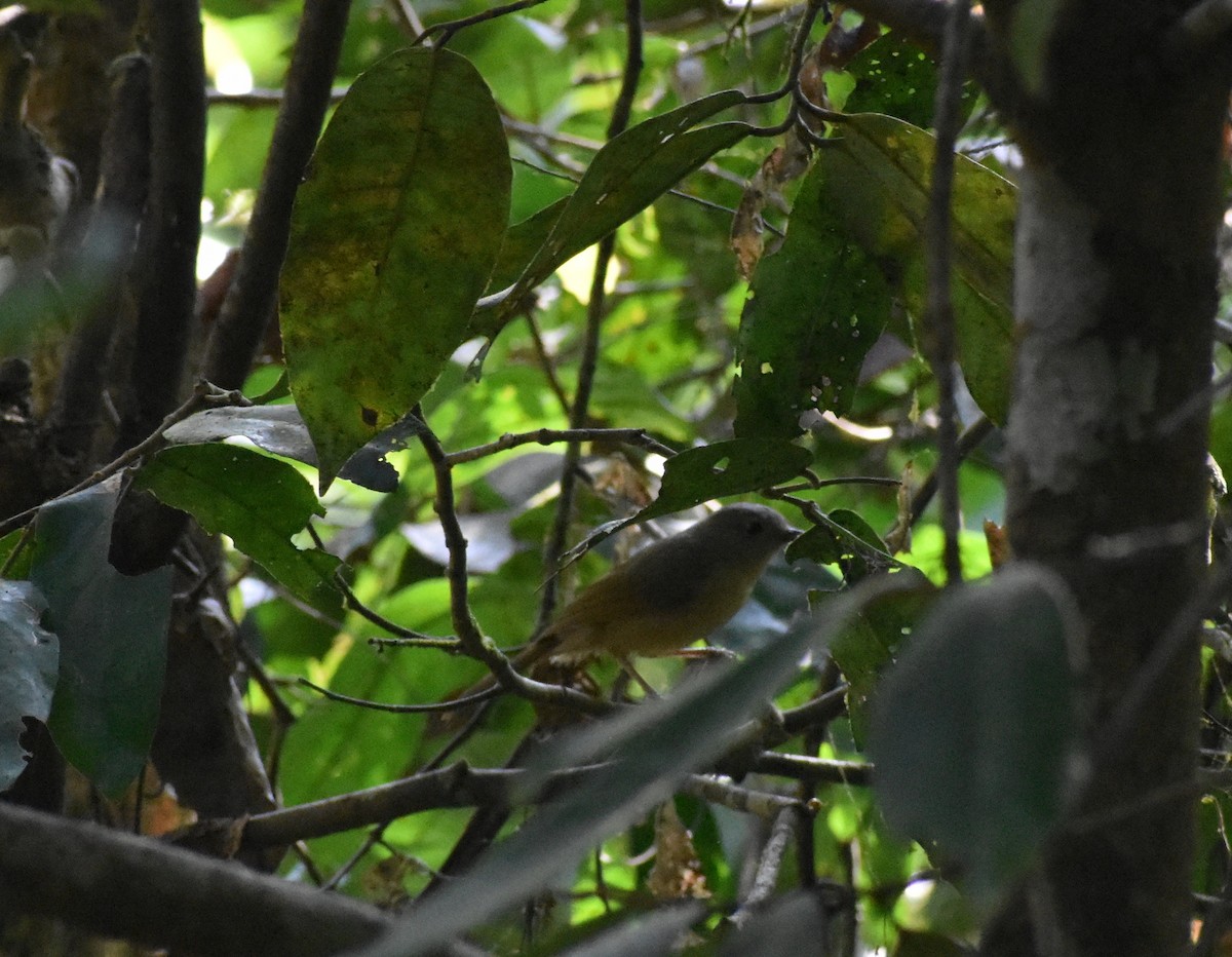 Brown-cheeked Fulvetta - Anonymous