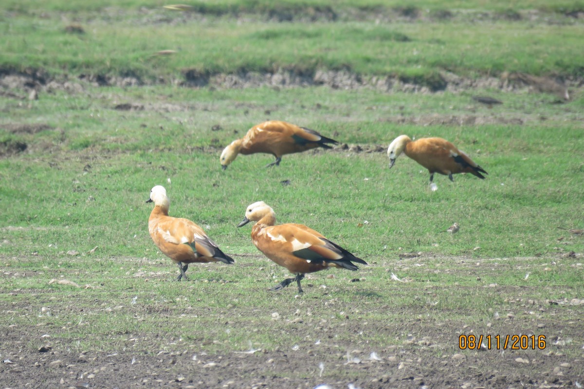 Ruddy Shelduck - ML615085857