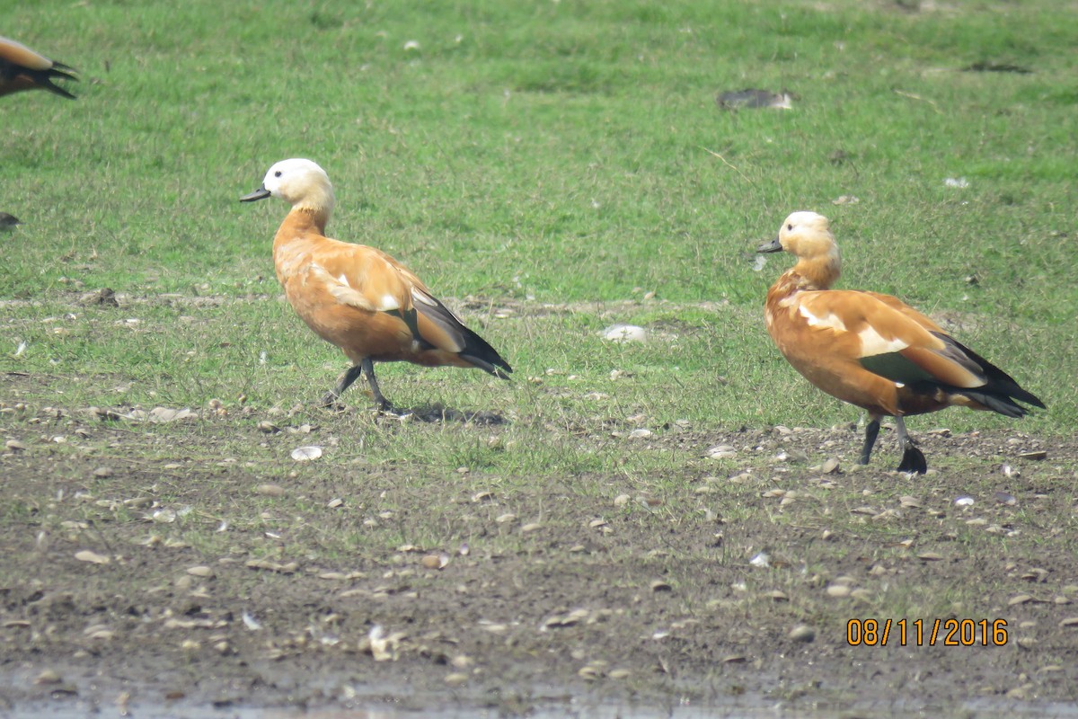 Ruddy Shelduck - ML615085858