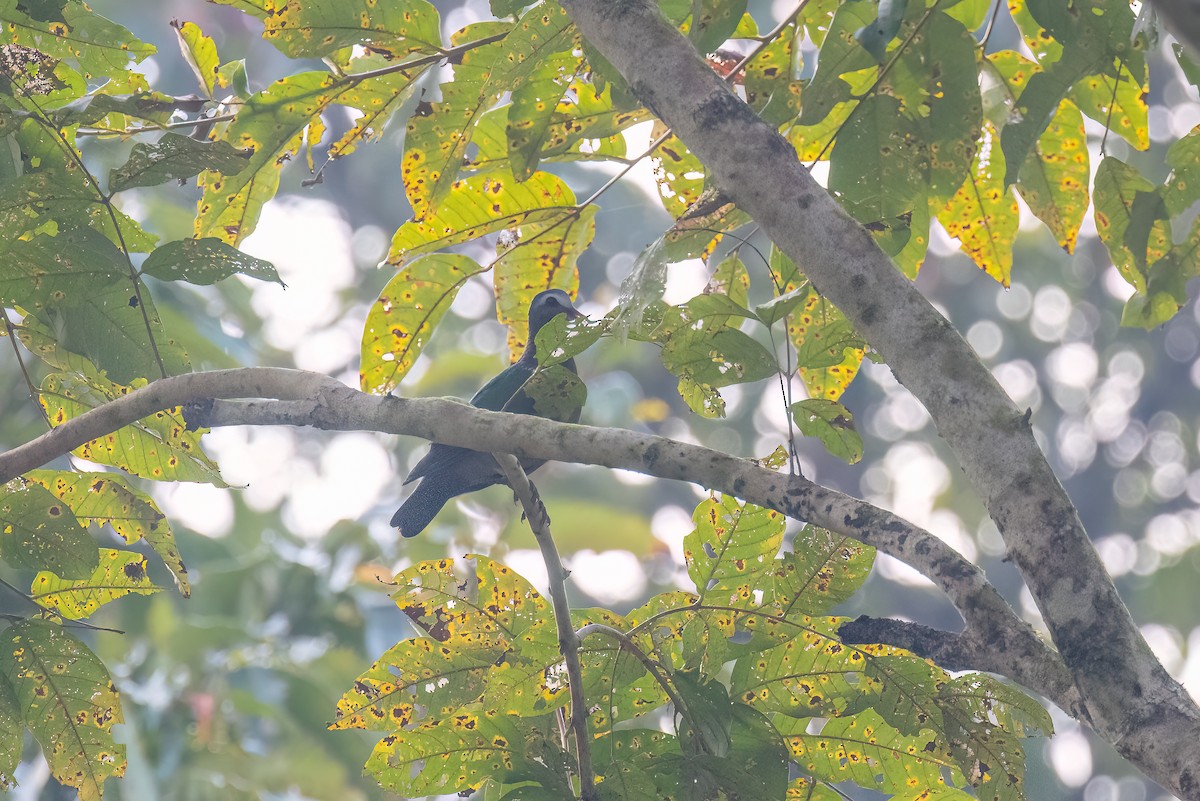Asian Emerald Dove - Kalpesh Krishna