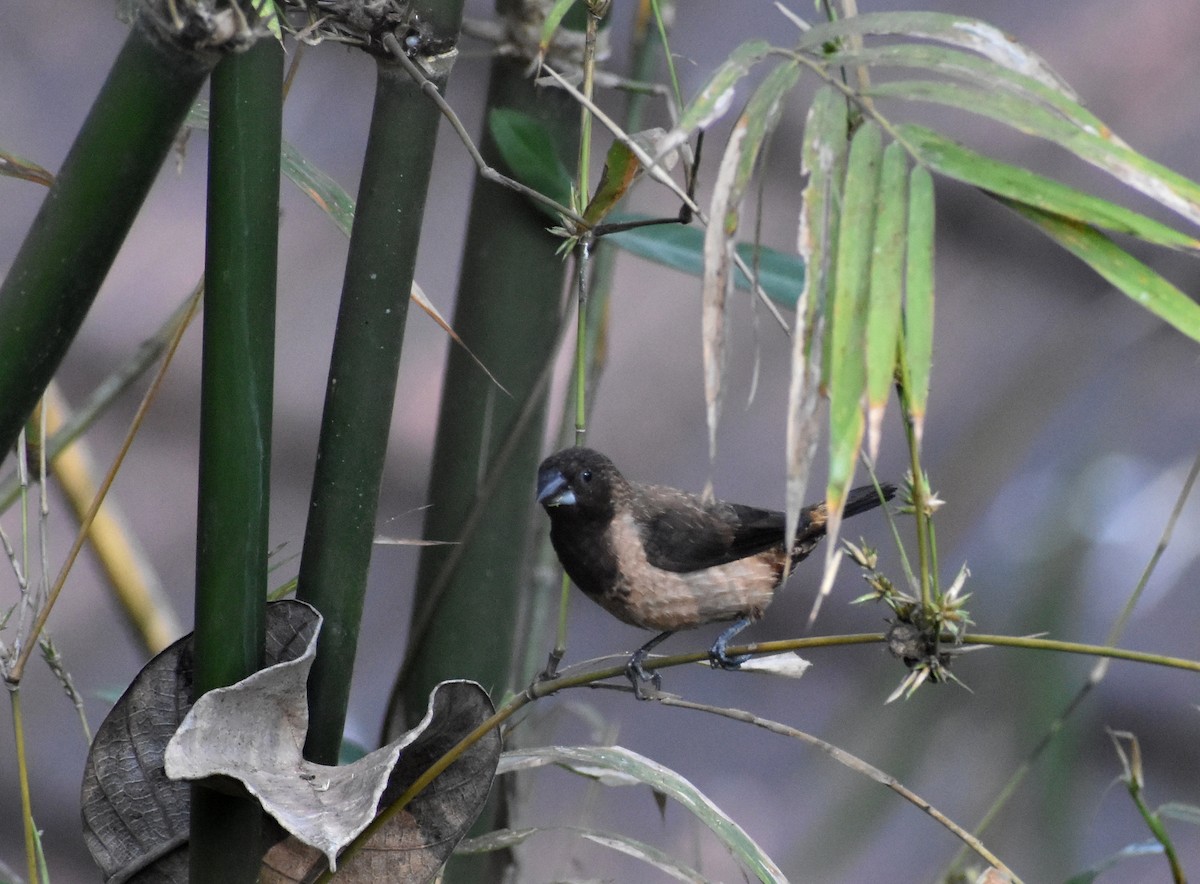 Black-throated Munia - ML615085878