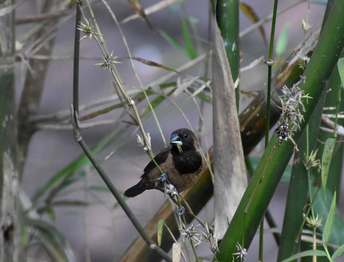 Black-throated Munia - Anonymous