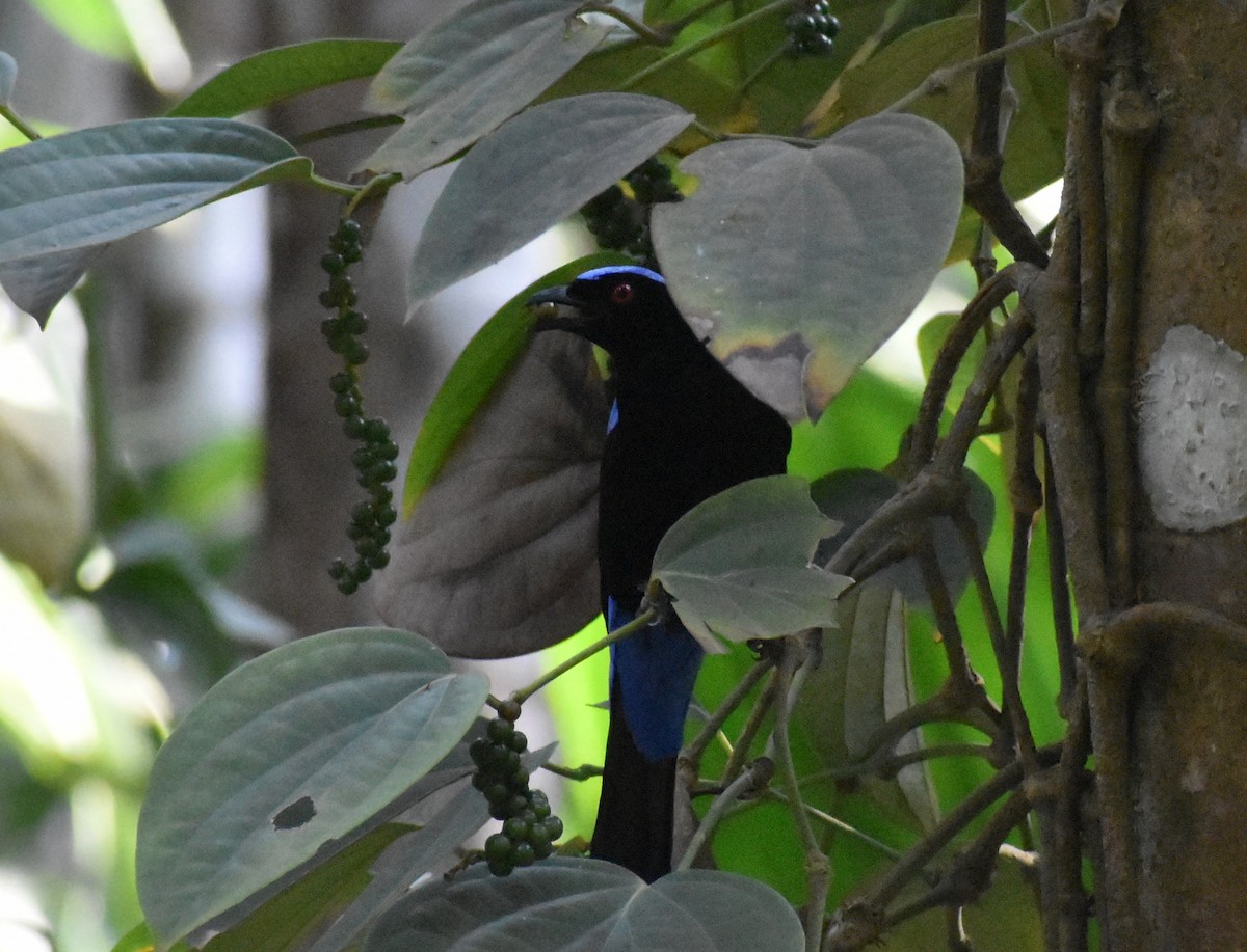 Asian Fairy-bluebird - ML615085891