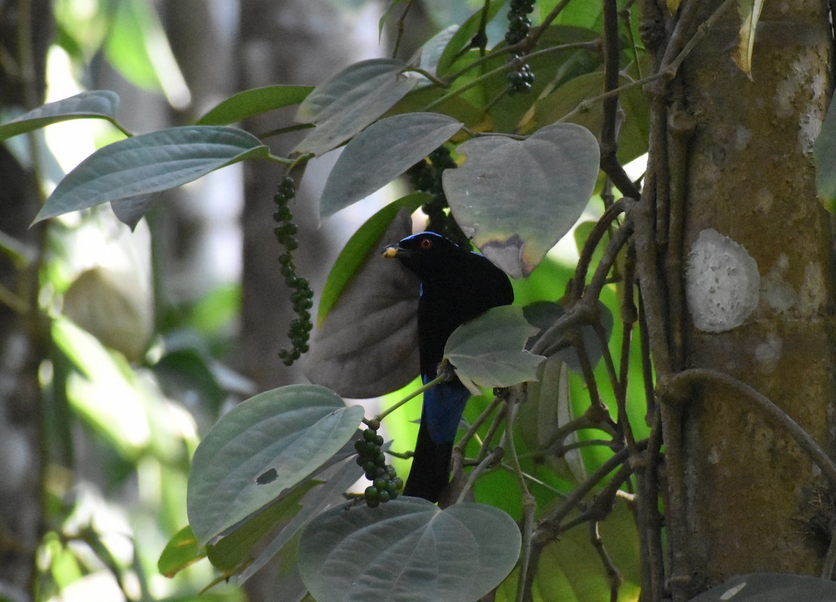 Asian Fairy-bluebird - ML615085892