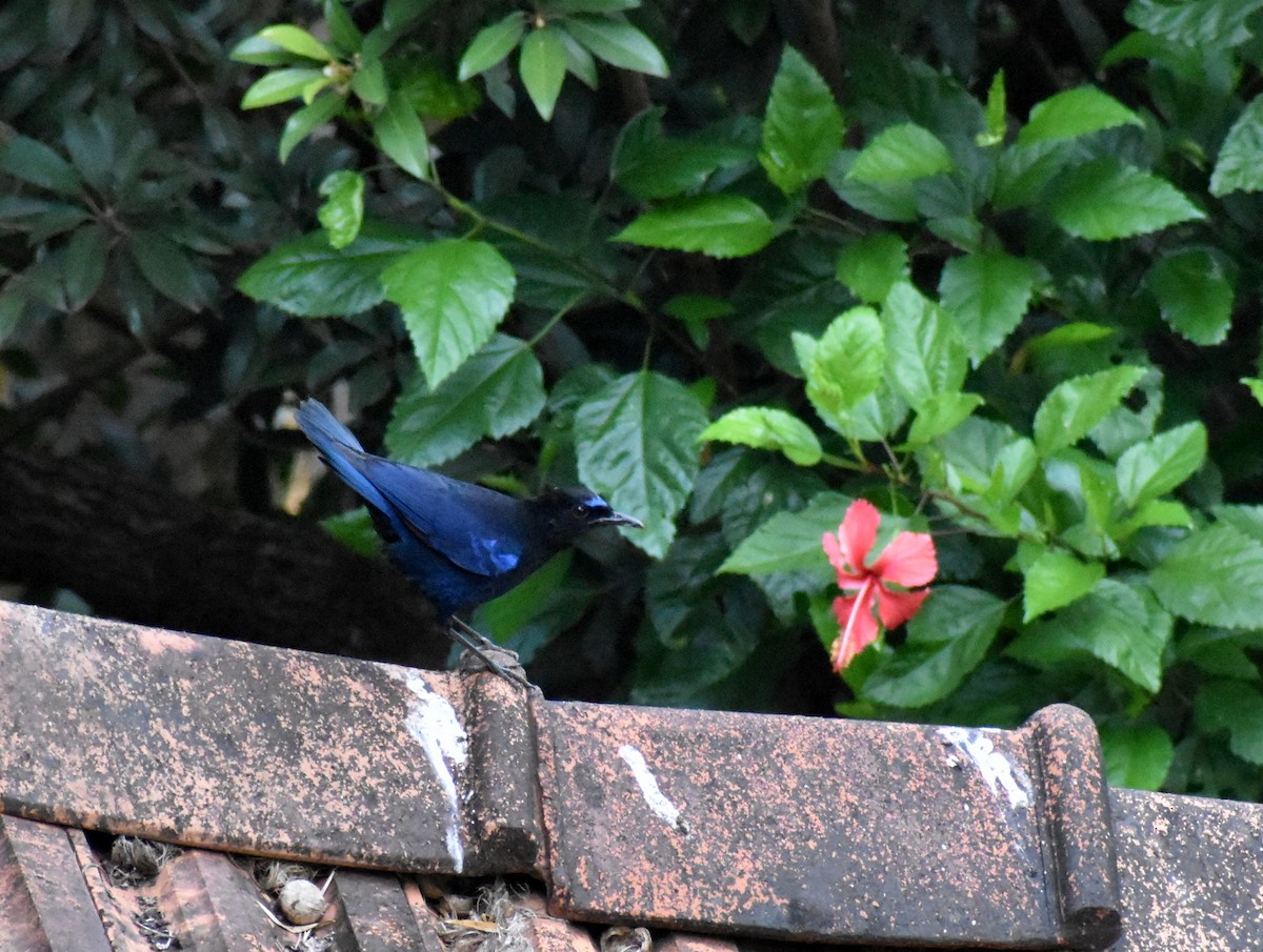 Malabar Whistling-Thrush - ML615085908