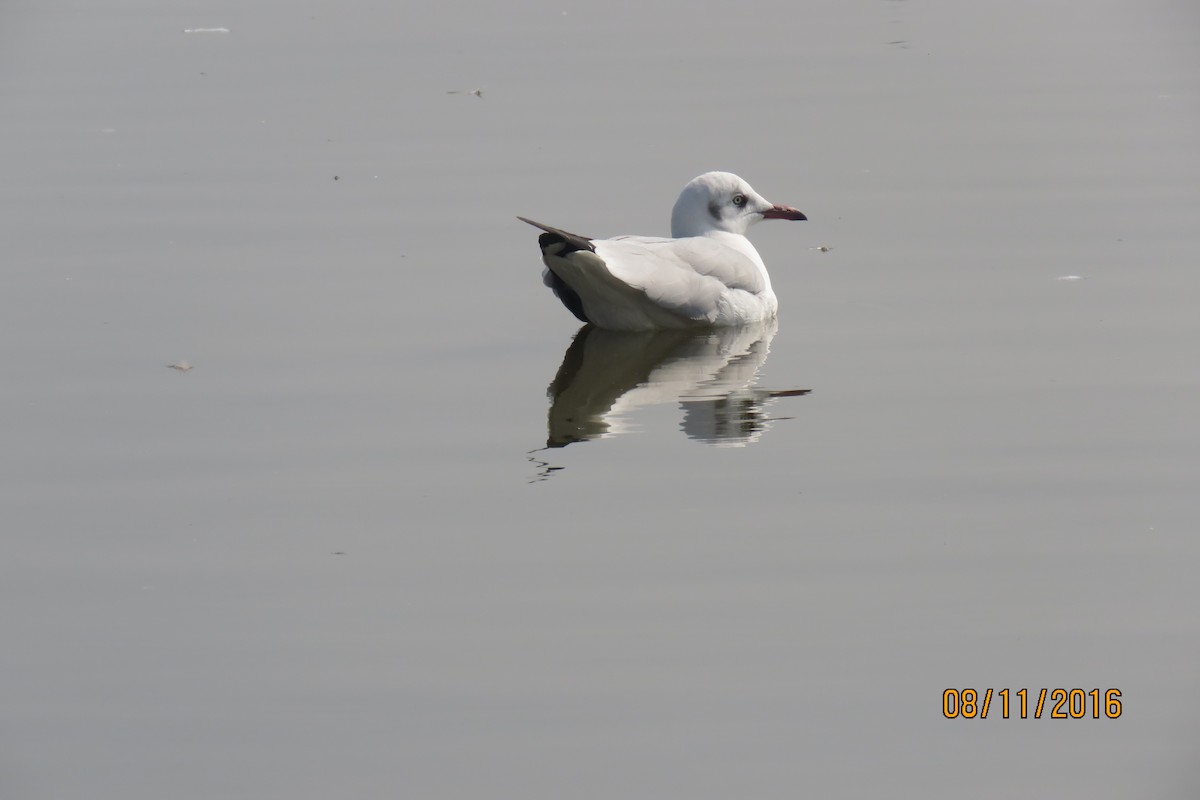 Brown-headed Gull - ML615085918