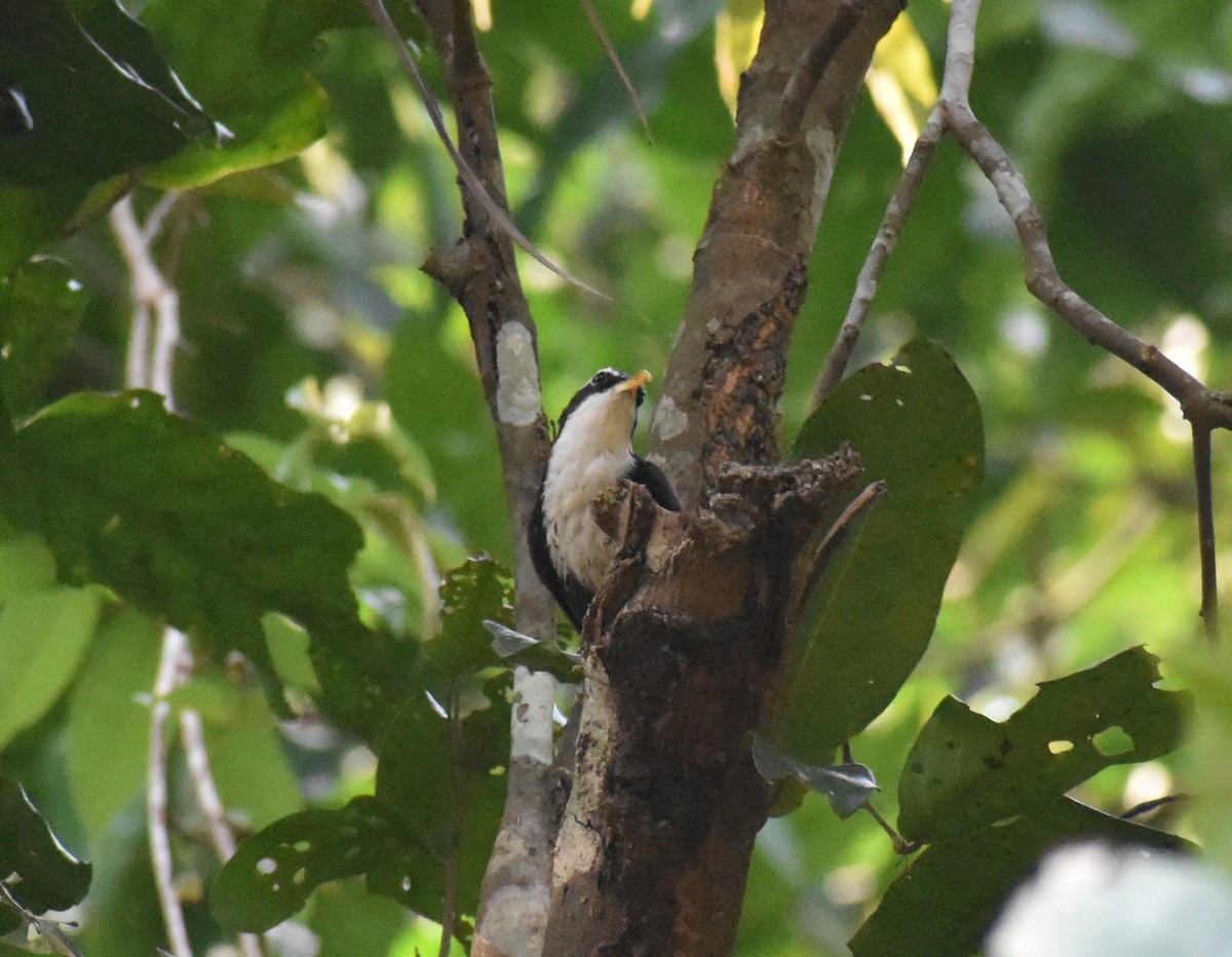 Indian Scimitar-Babbler - ML615085922